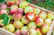 harvest-apples-box-tree-garden_73944-9131