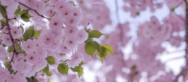beautiful-pink-cherry-blossom-sakura-blooming-garden_42256-909